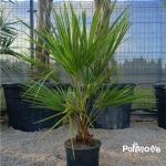 Chameorops Humilis 80cm